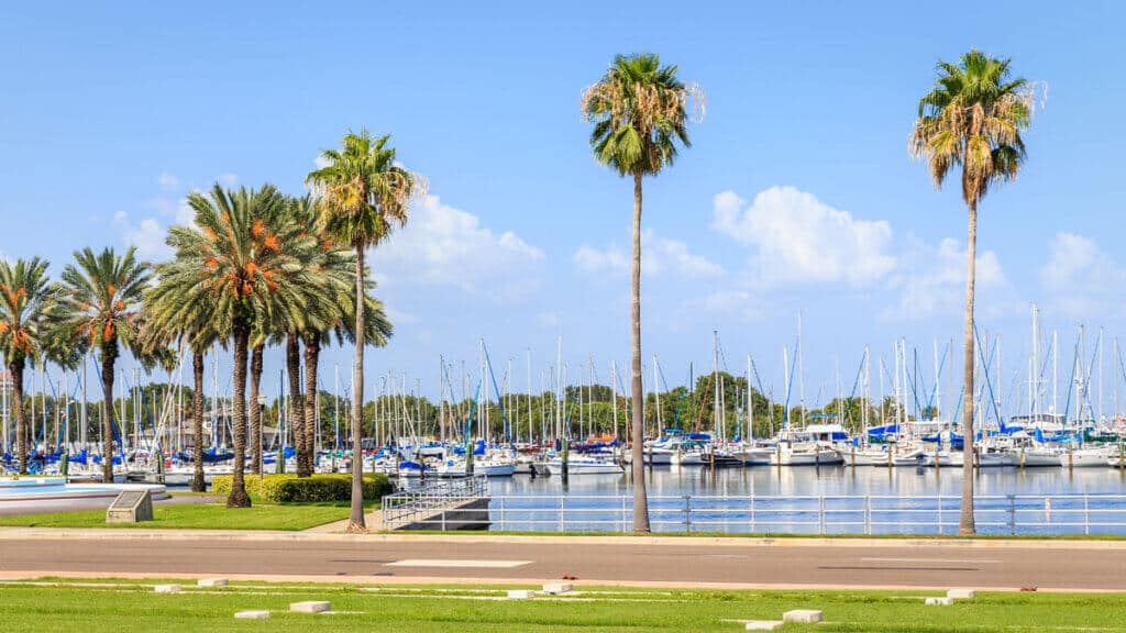 palm trees next to marina